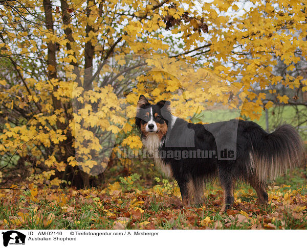 Australian Shepherd / Australian Shepherd / AM-02140