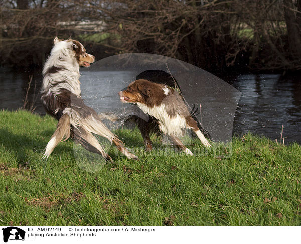 spielende Australian Shepherds / playing Australian Shepherds / AM-02149