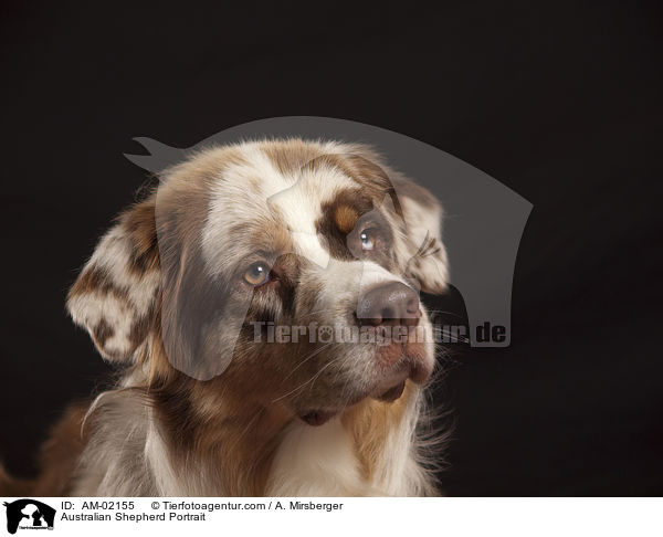 Australian Shepherd Portrait / Australian Shepherd Portrait / AM-02155