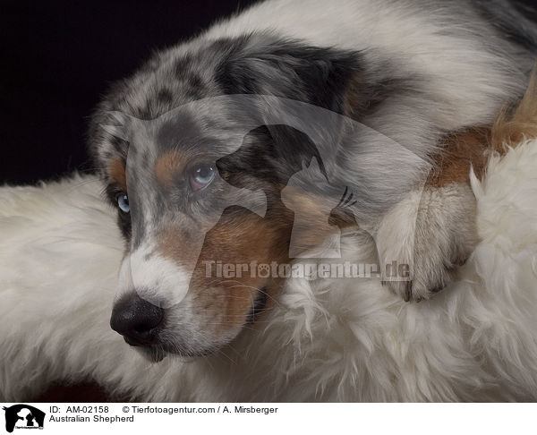 Australian Shepherd / Australian Shepherd / AM-02158