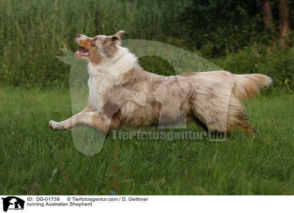 rennender Australian Shepherd / running Australian Shepherd / DG-01738