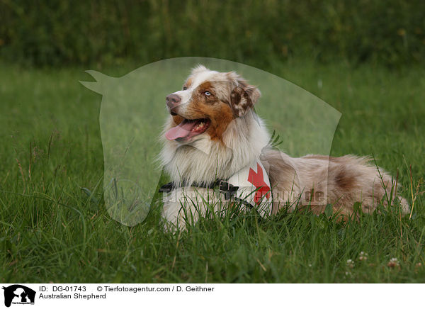 Australian Shepherd / Australian Shepherd / DG-01743