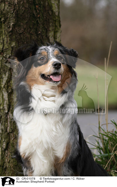 Australian Shepherd Portrait / Australian Shepherd Portrait / CR-01078