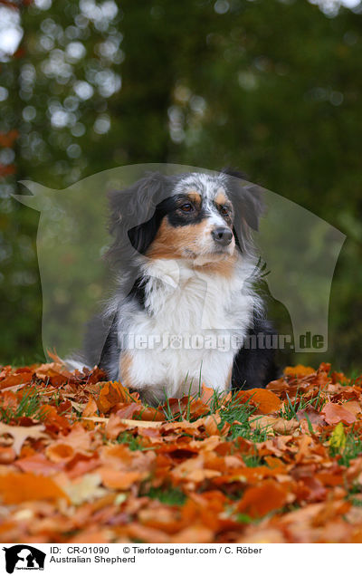 Australian Shepherd / Australian Shepherd / CR-01090