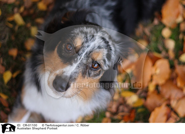 Australian Shepherd Portrait / Australian Shepherd Portrait / CR-01100