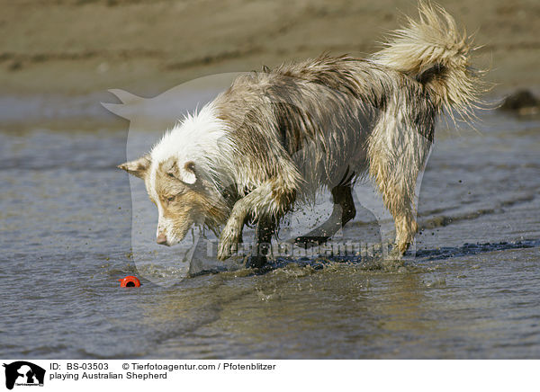 spielender Australian Shepherd / playing Australian Shepherd / BS-03503