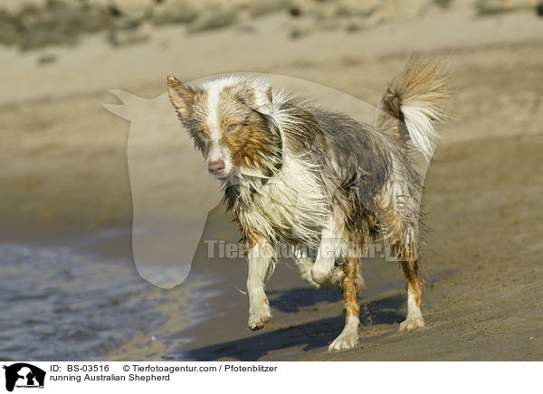 rennender Australian Shepherd / running Australian Shepherd / BS-03516