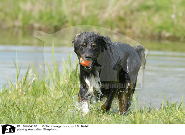 spielender Australian Shepherd / playing Australian Shepherd / MR-04181