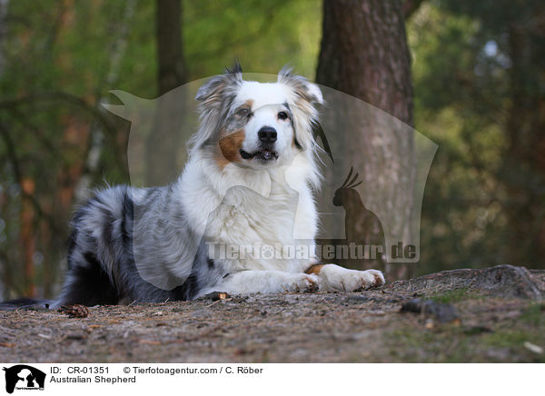 Australian Shepherd / Australian Shepherd / CR-01351