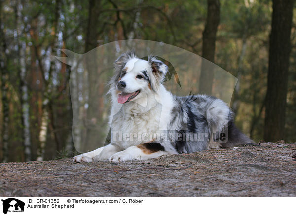 Australian Shepherd / Australian Shepherd / CR-01352