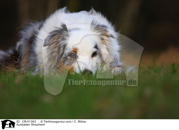 Australian Shepherd / Australian Shepherd / CR-01363