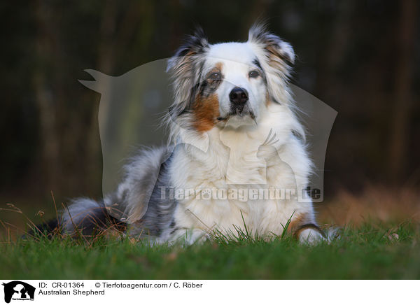 Australian Shepherd / Australian Shepherd / CR-01364