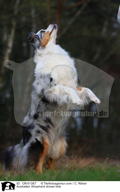 Australian Shepherd macht Mnnchen / Australian Shepherd shows trick / CR-01367