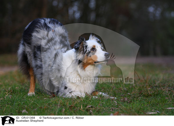 Australian Shepherd / Australian Shepherd / CR-01368