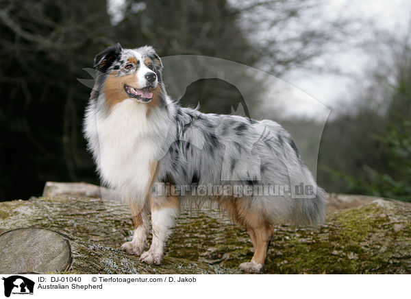 Australian Shepherd / Australian Shepherd / DJ-01040