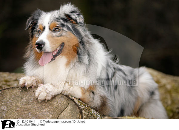 Australian Shepherd / Australian Shepherd / DJ-01044