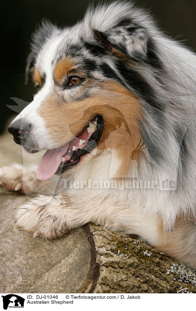 Australian Shepherd / Australian Shepherd / DJ-01046