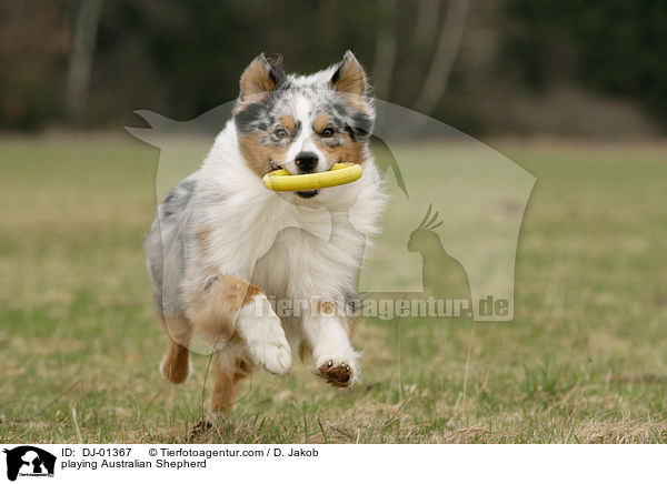 spielender Australian Shepherd / playing Australian Shepherd / DJ-01367