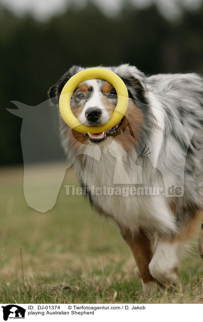 spielender Australian Shepherd / playing Australian Shepherd / DJ-01374