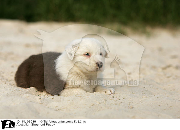 Australian Shepherd Welpe / Australian Shepherd Puppy / KL-03936