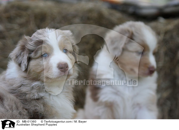 Australian Shepherd Welpen / Australian Shepherd Puppies / MB-01360