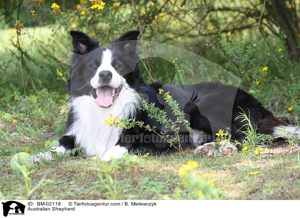 Australian Shepherd / Australian Shepherd / BM-02118