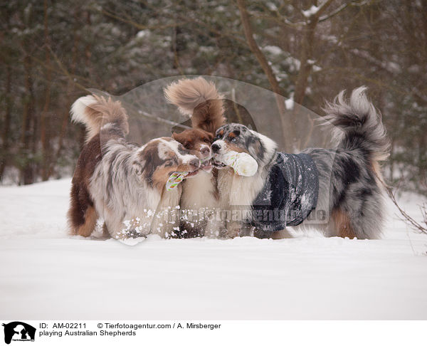 spielende Australian Shepherds / playing Australian Shepherds / AM-02211