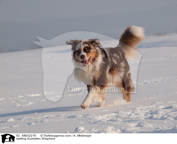 laufender Australian Shepherd / walking Australian Shepherd / AM-02216