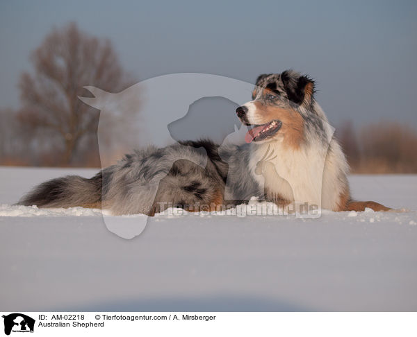 Australian Shepherd / Australian Shepherd / AM-02218