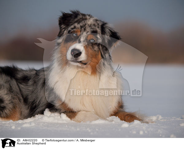 Australian Shepherd / Australian Shepherd / AM-02220