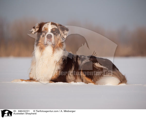 Australian Shepherd / Australian Shepherd / AM-02231