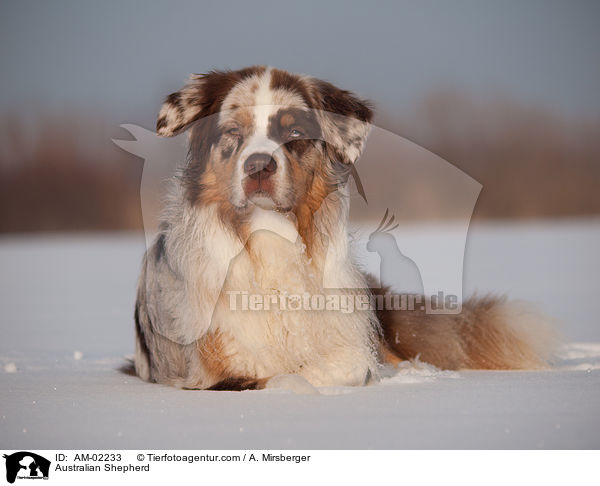 Australian Shepherd / AM-02233