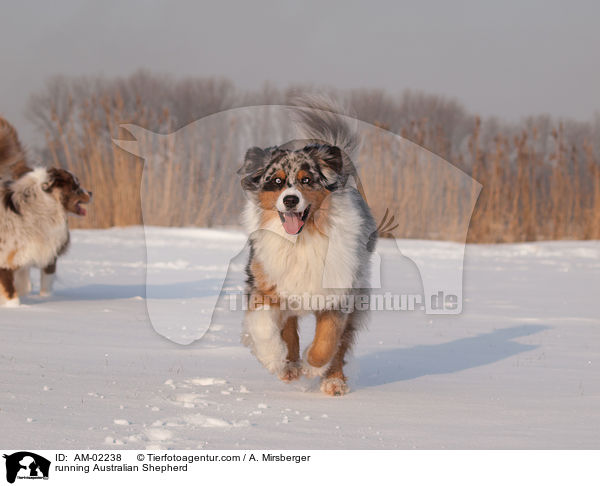 rennender Australian Shepherd / running Australian Shepherd / AM-02238