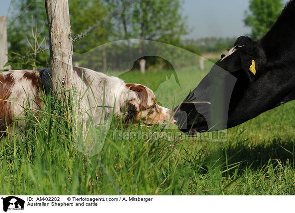 Australian Shepherd und Rind / Australian Shepherd and cattle / AM-02282