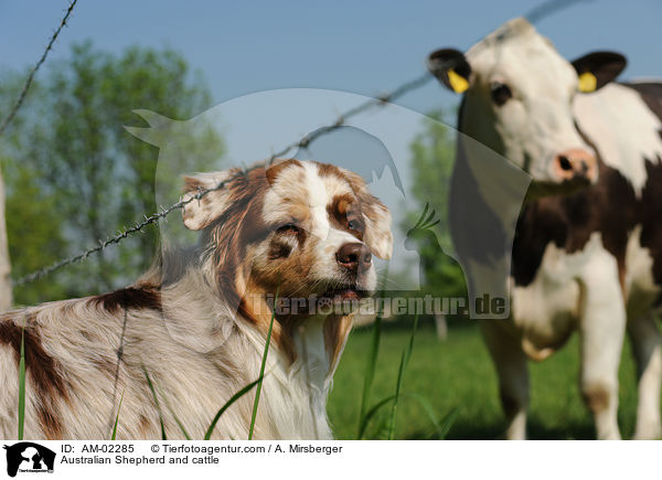 Australian Shepherd and cattle / AM-02285