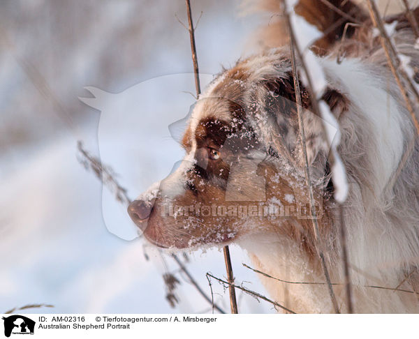 Australian Shepherd Portrait / Australian Shepherd Portrait / AM-02316