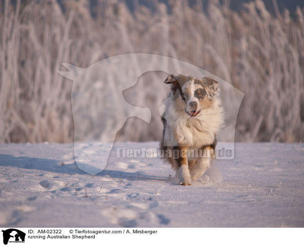 rennender Australian Shepherd / running Australian Shepherd / AM-02322