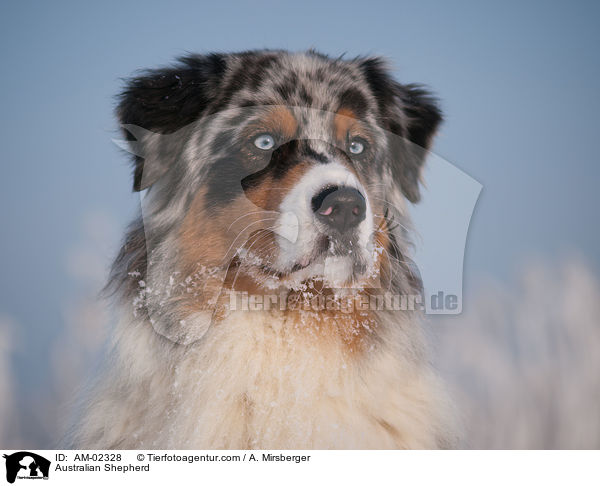 Australian Shepherd / Australian Shepherd / AM-02328