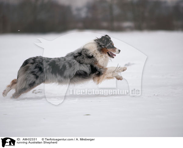 rennender Australian Shepherd / running Australian Shepherd / AM-02331