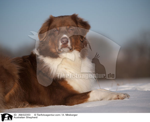 Australian Shepherd / Australian Shepherd / AM-02353