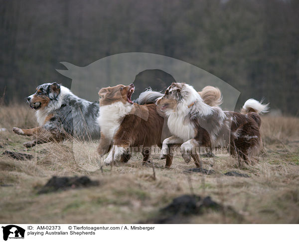 spielende Australian Shepherds / playing Australian Shepherds / AM-02373