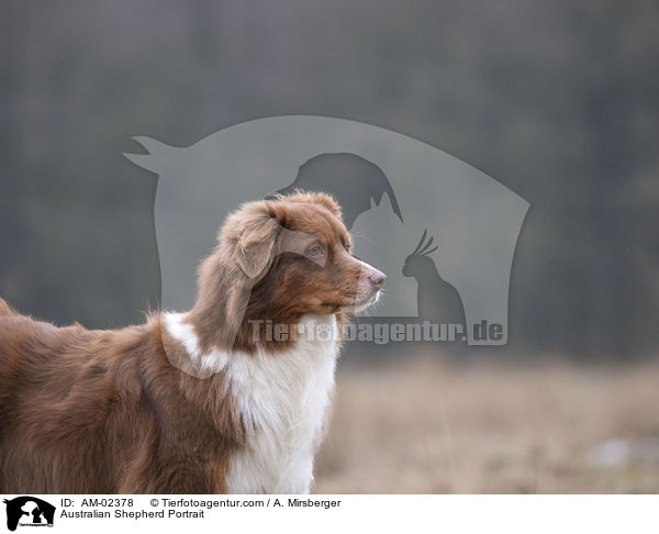 Australian Shepherd Portrait / Australian Shepherd Portrait / AM-02378