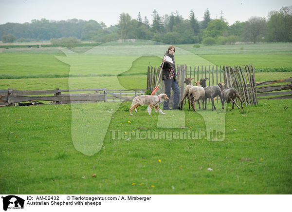 Australian Shepherd htet Schafe / Australian Shepherd with sheeps / AM-02432
