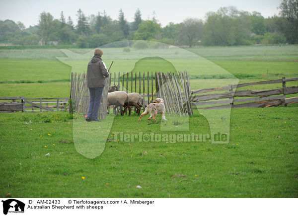 Australian Shepherd htet Schafe / Australian Shepherd with sheeps / AM-02433