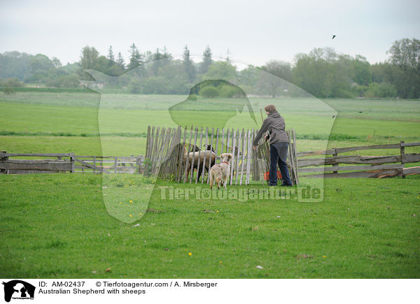 Australian Shepherd htet Schafe / Australian Shepherd with sheeps / AM-02437