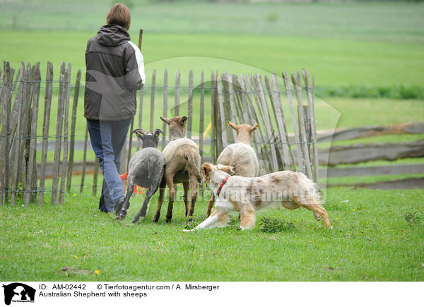 Australian Shepherd htet Schafe / Australian Shepherd with sheeps / AM-02442