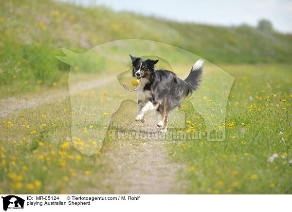 spielender Australian Shepherd / playing Australian Shepherd / MR-05124