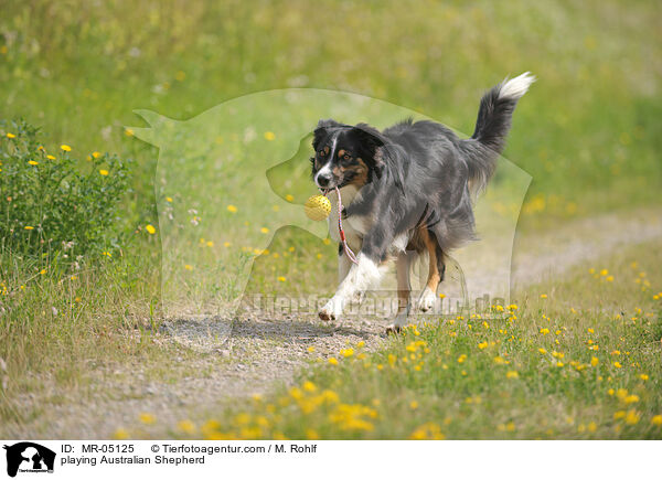 spielender Australian Shepherd / playing Australian Shepherd / MR-05125