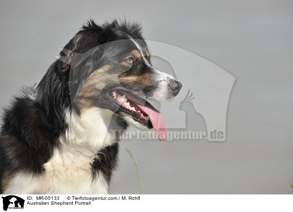 Australian Shepherd Portrait / Australian Shepherd Portrait / MR-05133