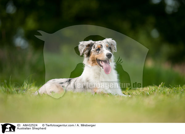 Australian Shepherd / Australian Shepherd / AM-02524